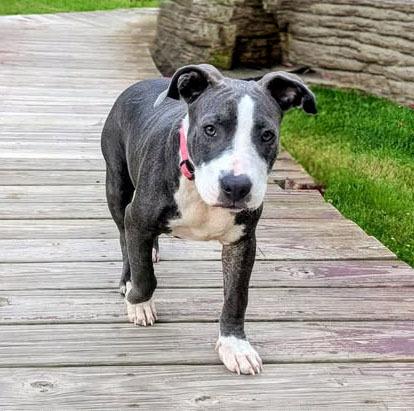 FABLE, a Adoptable mixed breed in Thompson, PA image 3/6