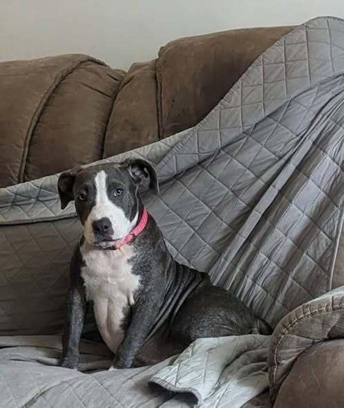 FABLE, a Adoptable mixed breed in Thompson, PA image 4/6