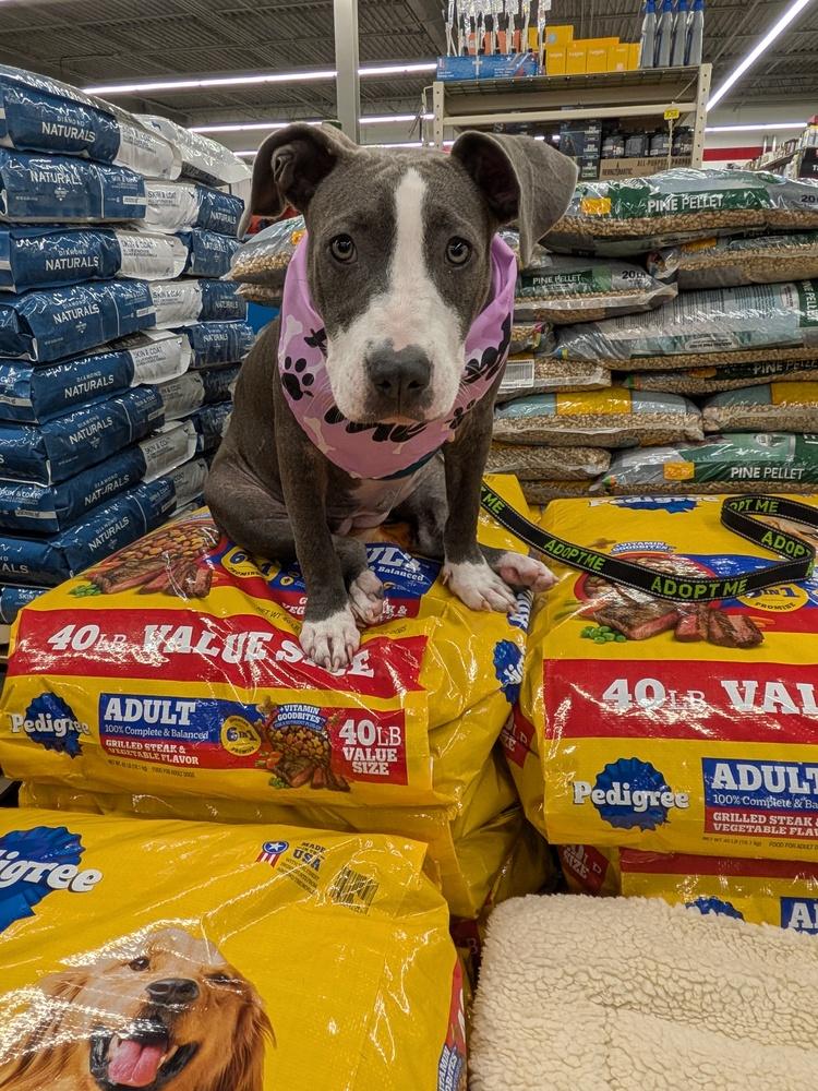 FABLE, a Adoptable mixed breed in Thompson, PA image 6/6