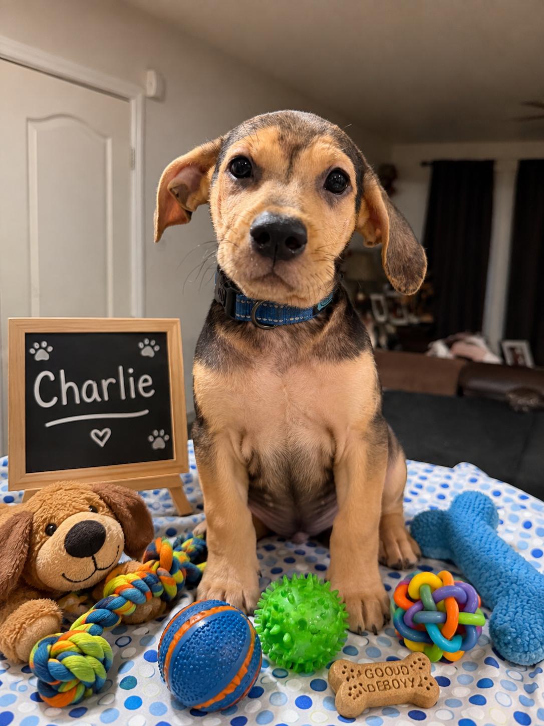 Enlarge Charlie, a Adoptable Beagle in Queen Creek, AZ image 1/1