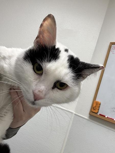 Panda, Adoptable, Adult Male Domestic Short Hair.