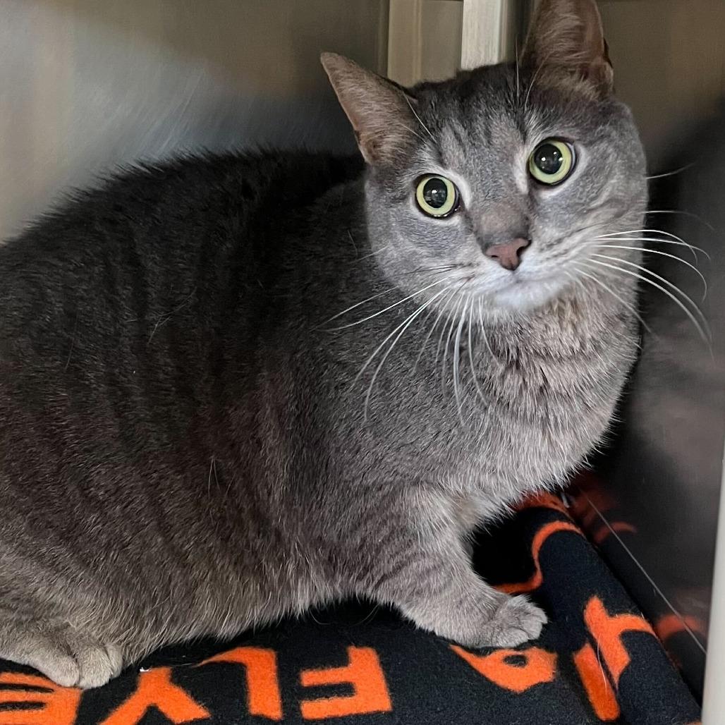Madison, a Adoptable Domestic Short Hair in Conshohocken, PA image 1/3