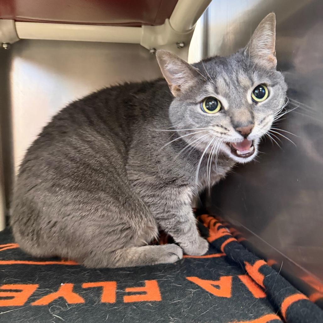 Madison, a Adoptable Domestic Short Hair in Conshohocken, PA image 3/3