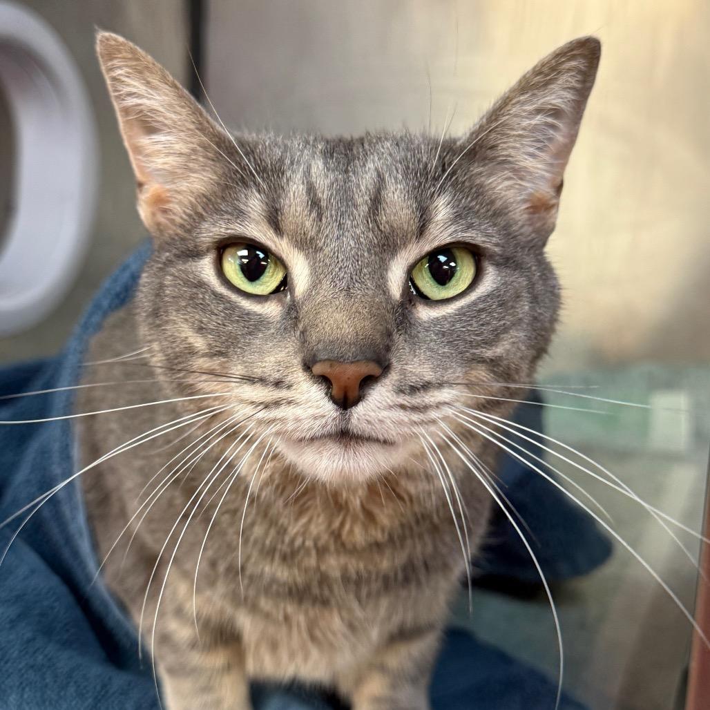 Madison, a Adoptable Domestic Short Hair in Conshohocken, PA image 2/3