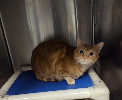 Mesho, Adoptable, Adult Male Domestic Short Hair & Domestic Short Hair.