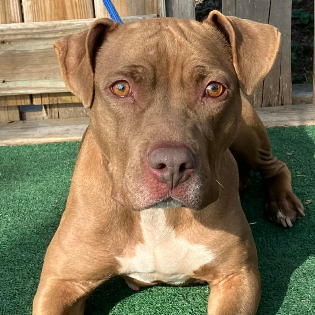 Enlarge Taylor, a Adoptable Mixed Breed in Pulaski, TN image 1/3