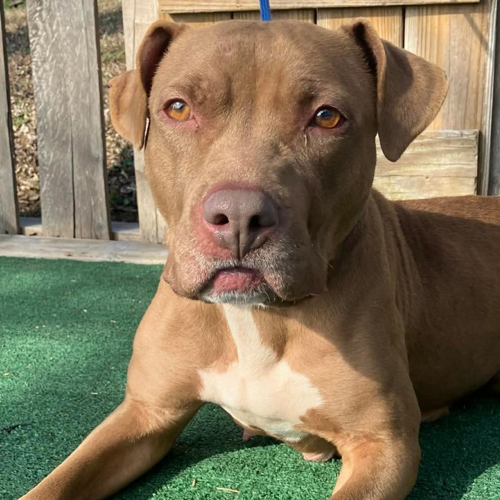 Enlarge Taylor, a Adoptable Mixed Breed in Pulaski, TN image 2/3