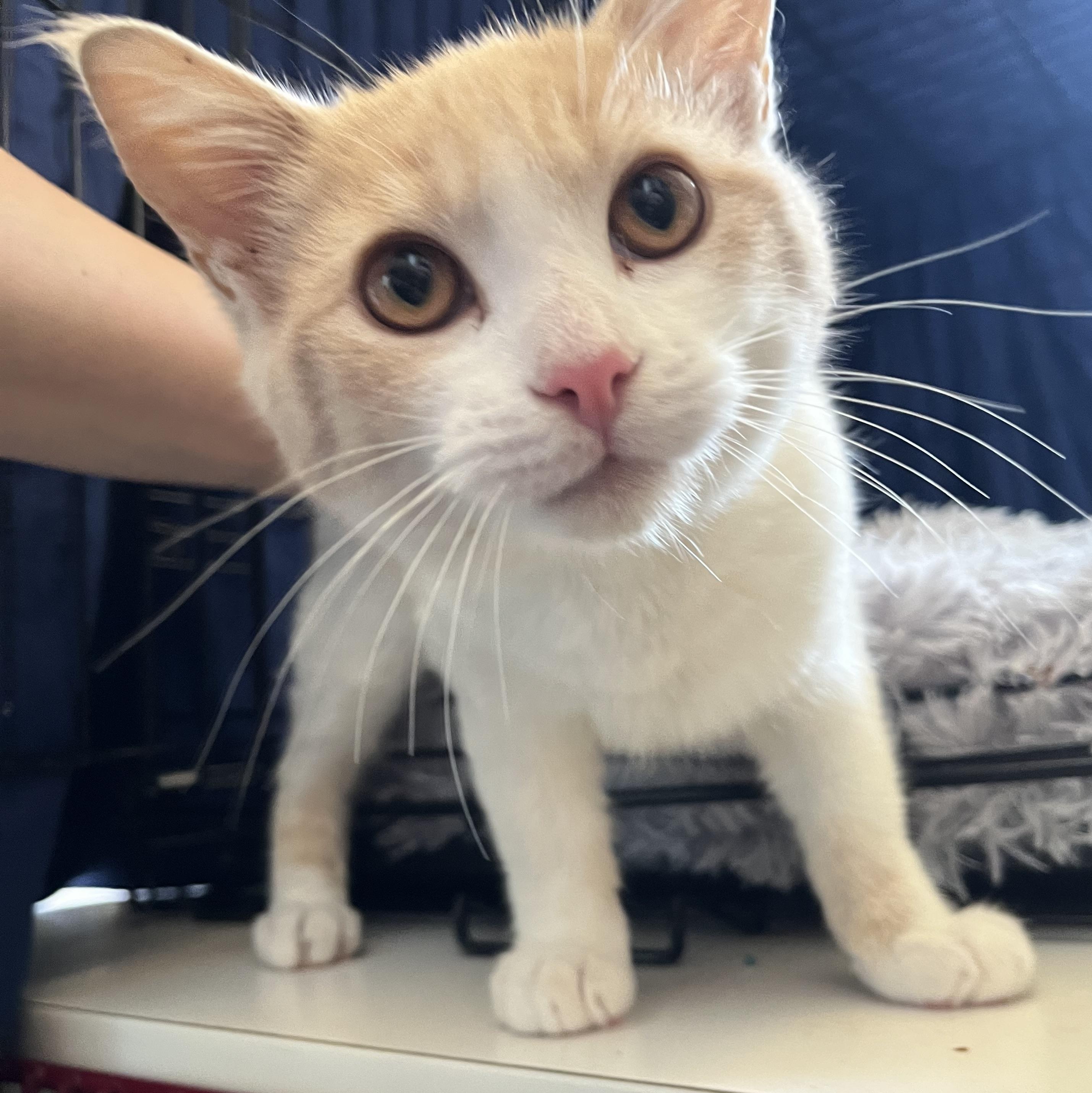 Tater — thumbnail 1