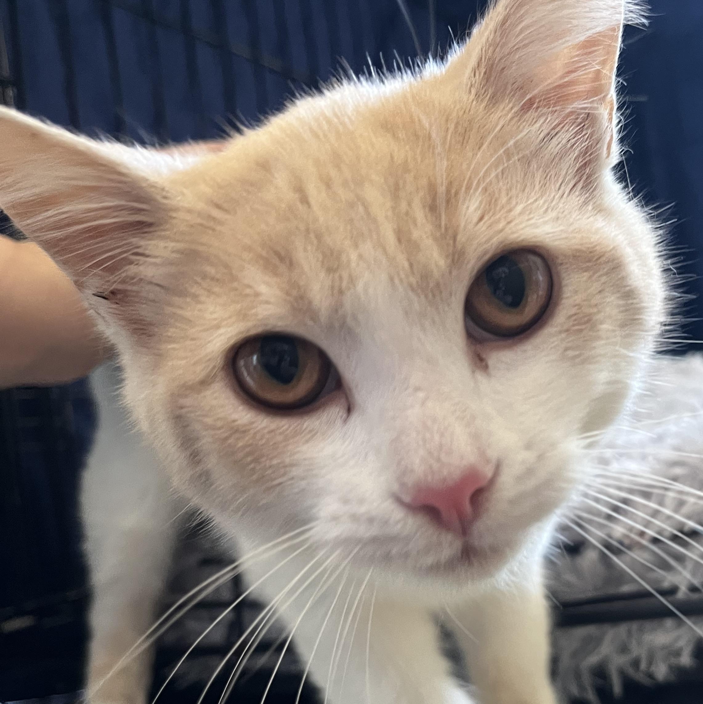 Tater — thumbnail 2