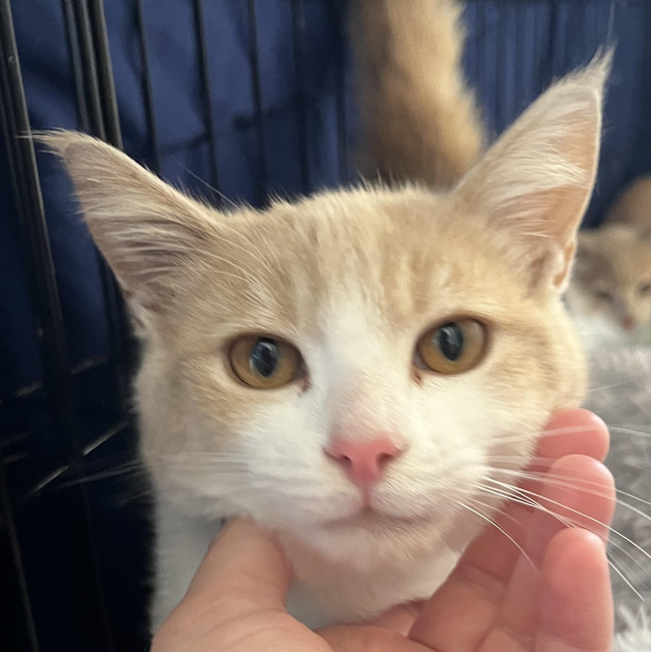 Tater — thumbnail 3