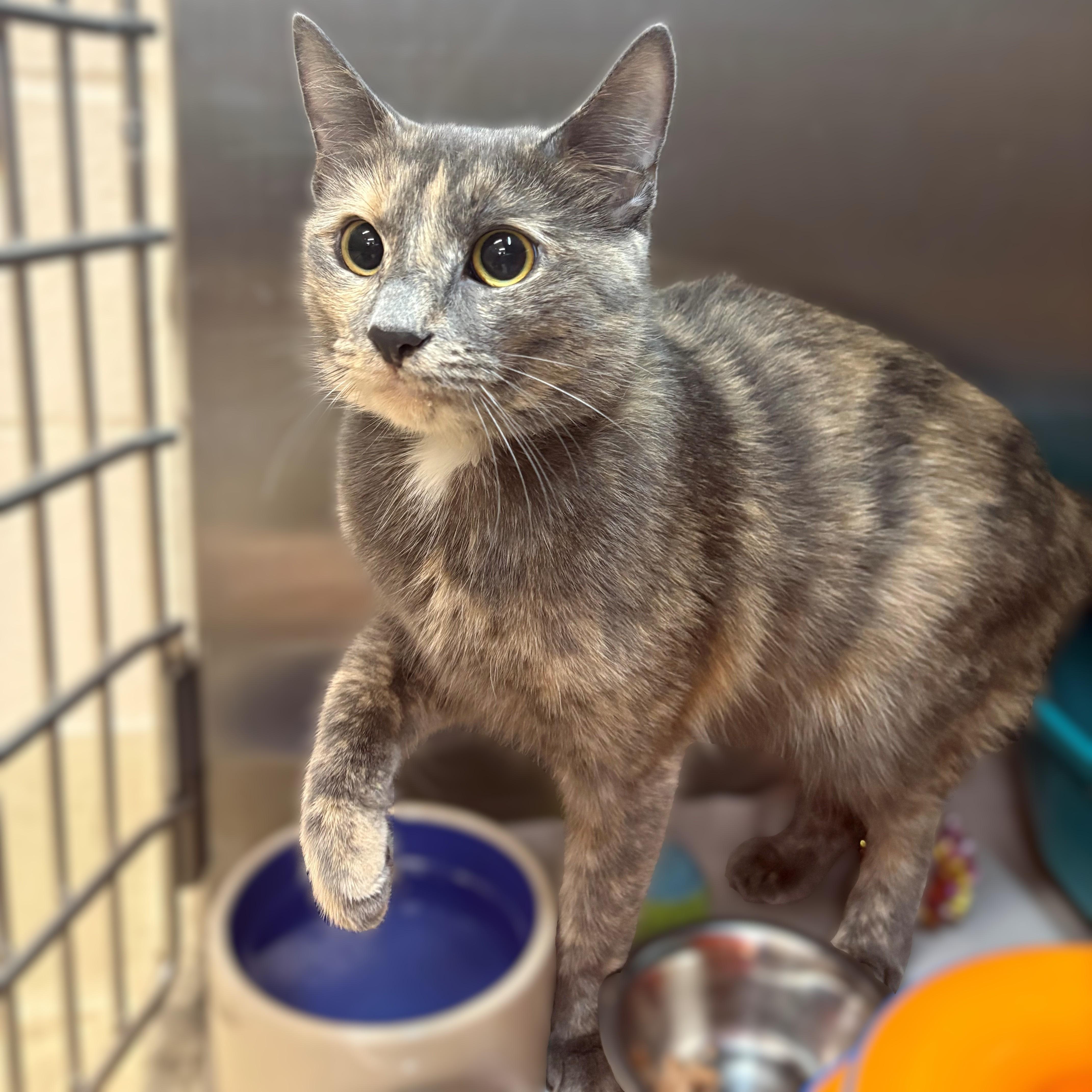 Enlarge Siren- #51559, a ADOPTABLE Domestic Short Hair in Columbia, MD image 3/3