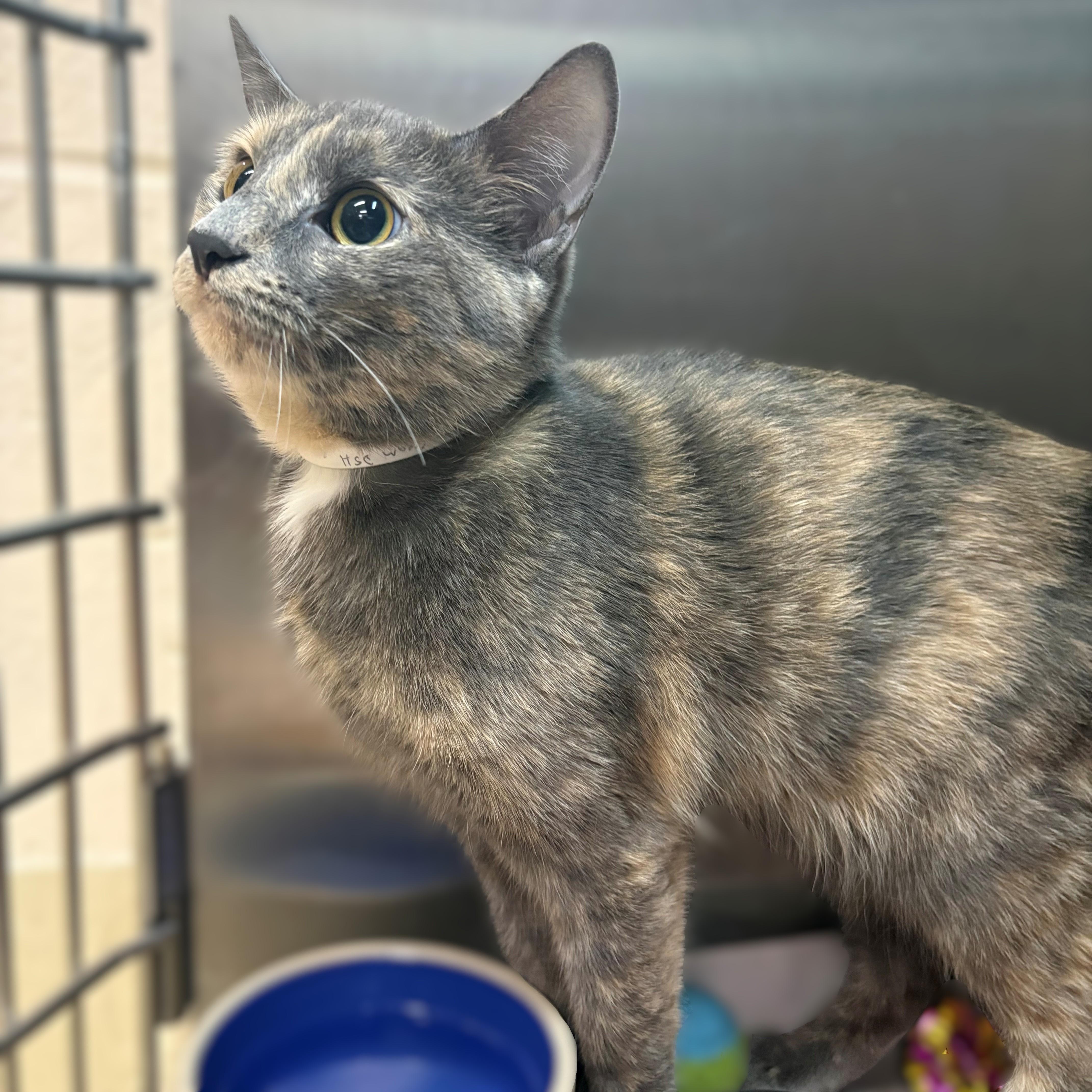 Enlarge Siren- #51559, a ADOPTABLE Domestic Short Hair in Columbia, MD image 1/3