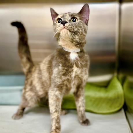 Siren- #51559, ADOPTABLE, Adult Female Domestic Short Hair.
