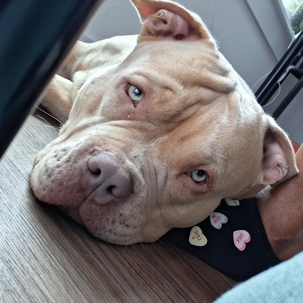 Butters, Adoptable, Adult Male Pit Bull Terrier.