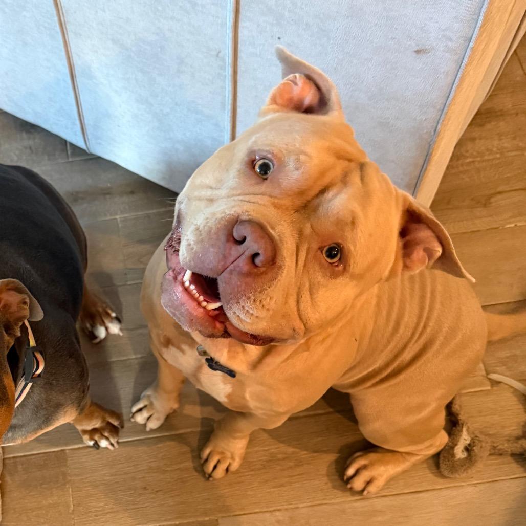 Butters, a Adoptable Pit Bull Terrier in Missouri City, TX image 2/6