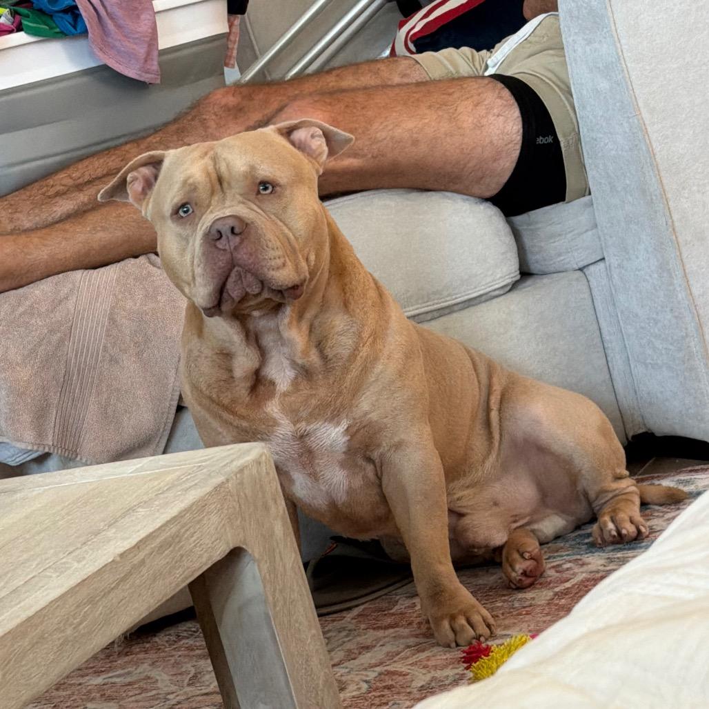 Butters, a Adoptable Pit Bull Terrier in Missouri City, TX image 3/6