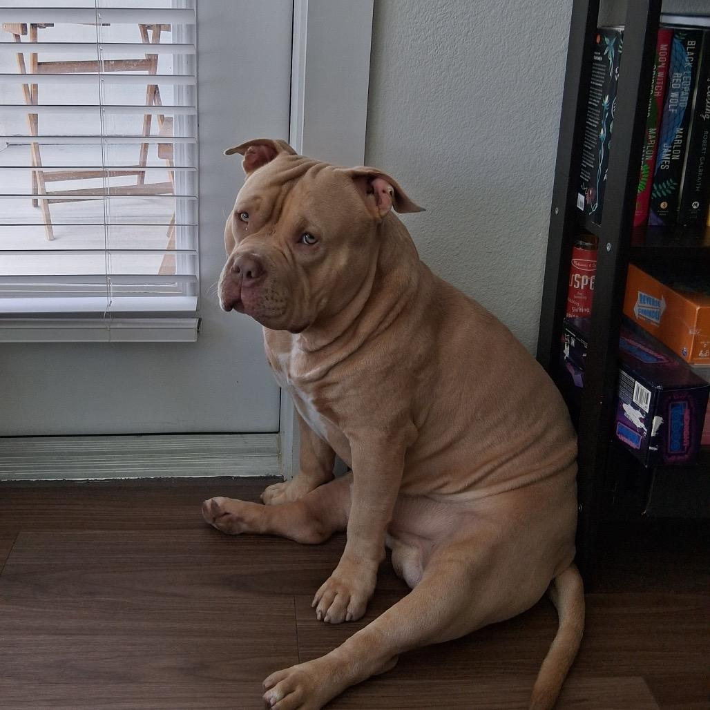 Butters, a Adoptable Pit Bull Terrier in Missouri City, TX image 5/6