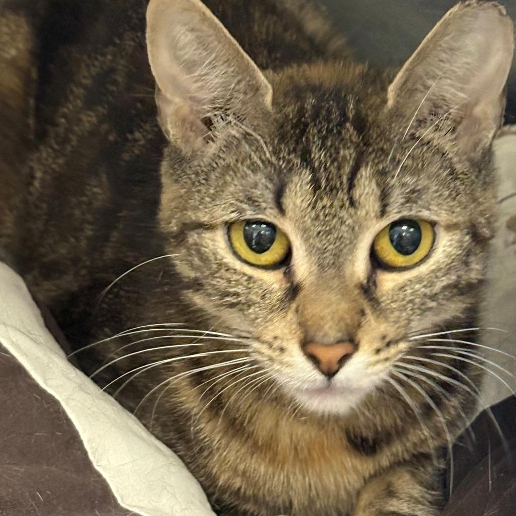 Tiffany, Adoptable, Young Female Domestic Short Hair.