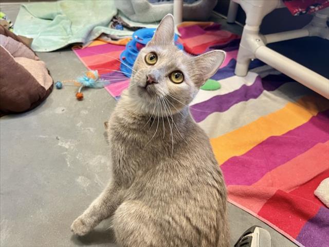 BUFFY, Adoptable, Young Female Domestic Short Hair.