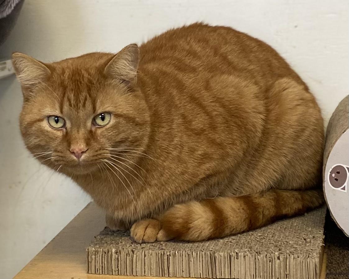 Enlarge Ti-gar, a ADOPTABLE Tabby in Stanstead, QC image 6/6