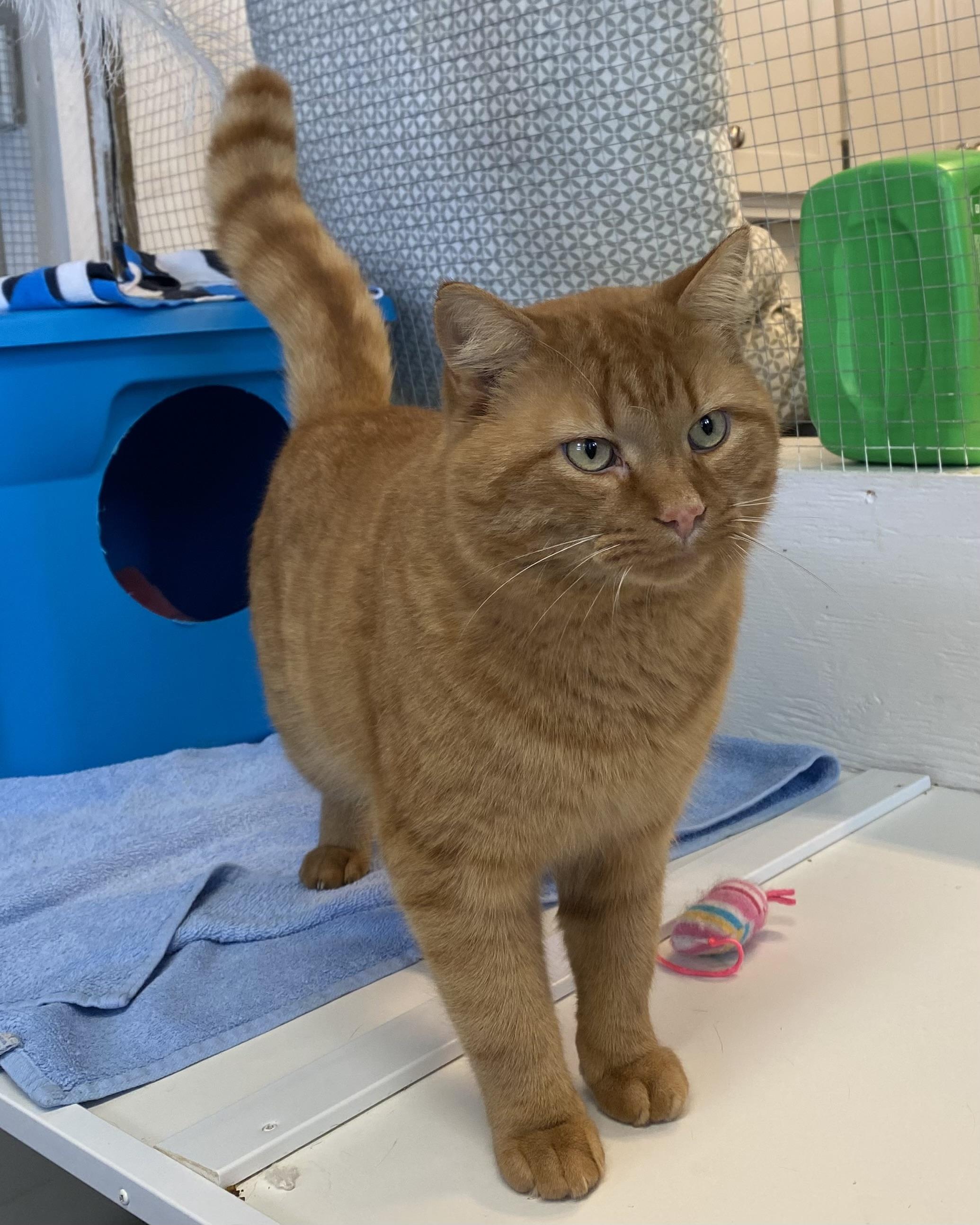 Enlarge Ti-gar, a ADOPTABLE Tabby in Stanstead, QC image 4/6