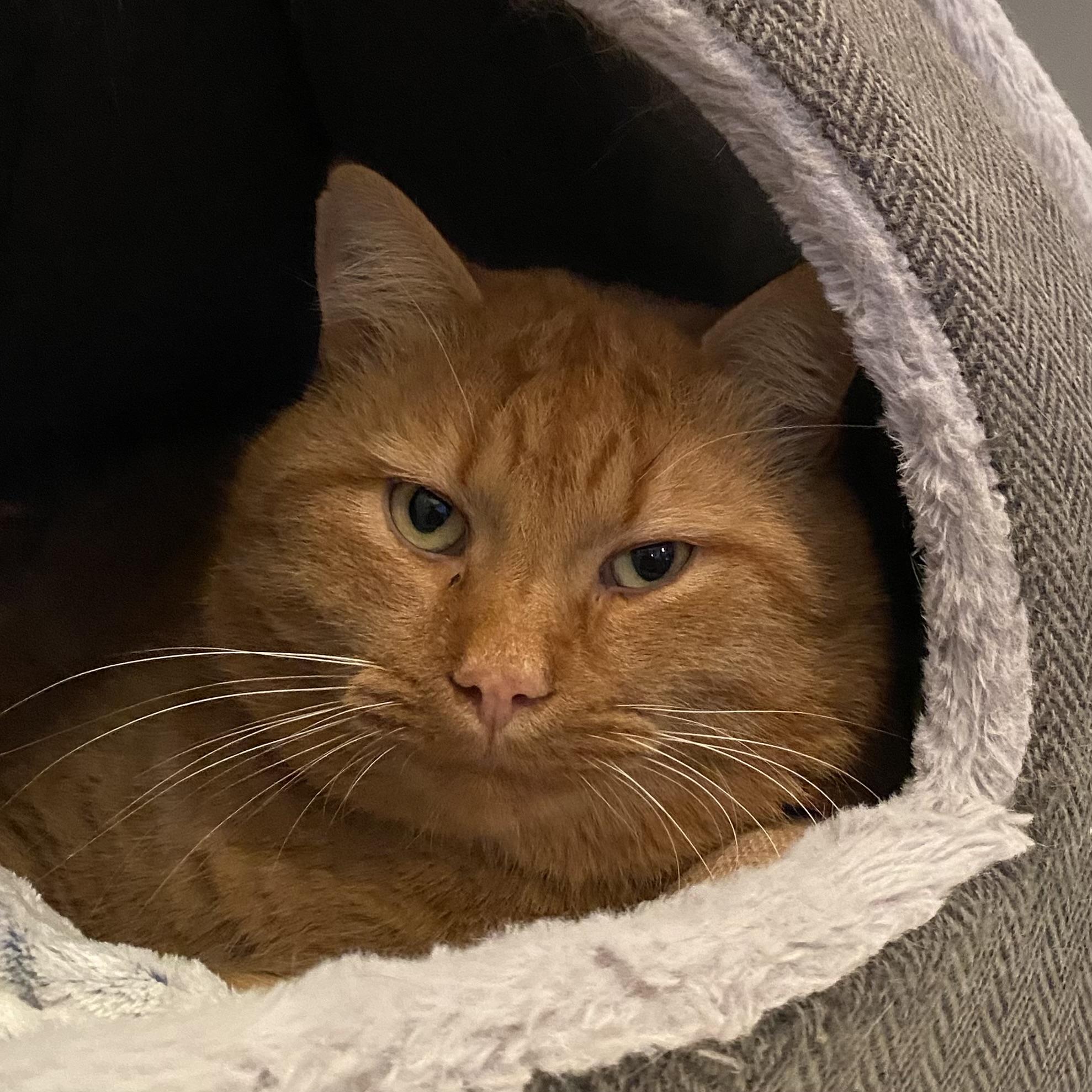 Ti-gar, ADOPTABLE, Adult Male Tabby.