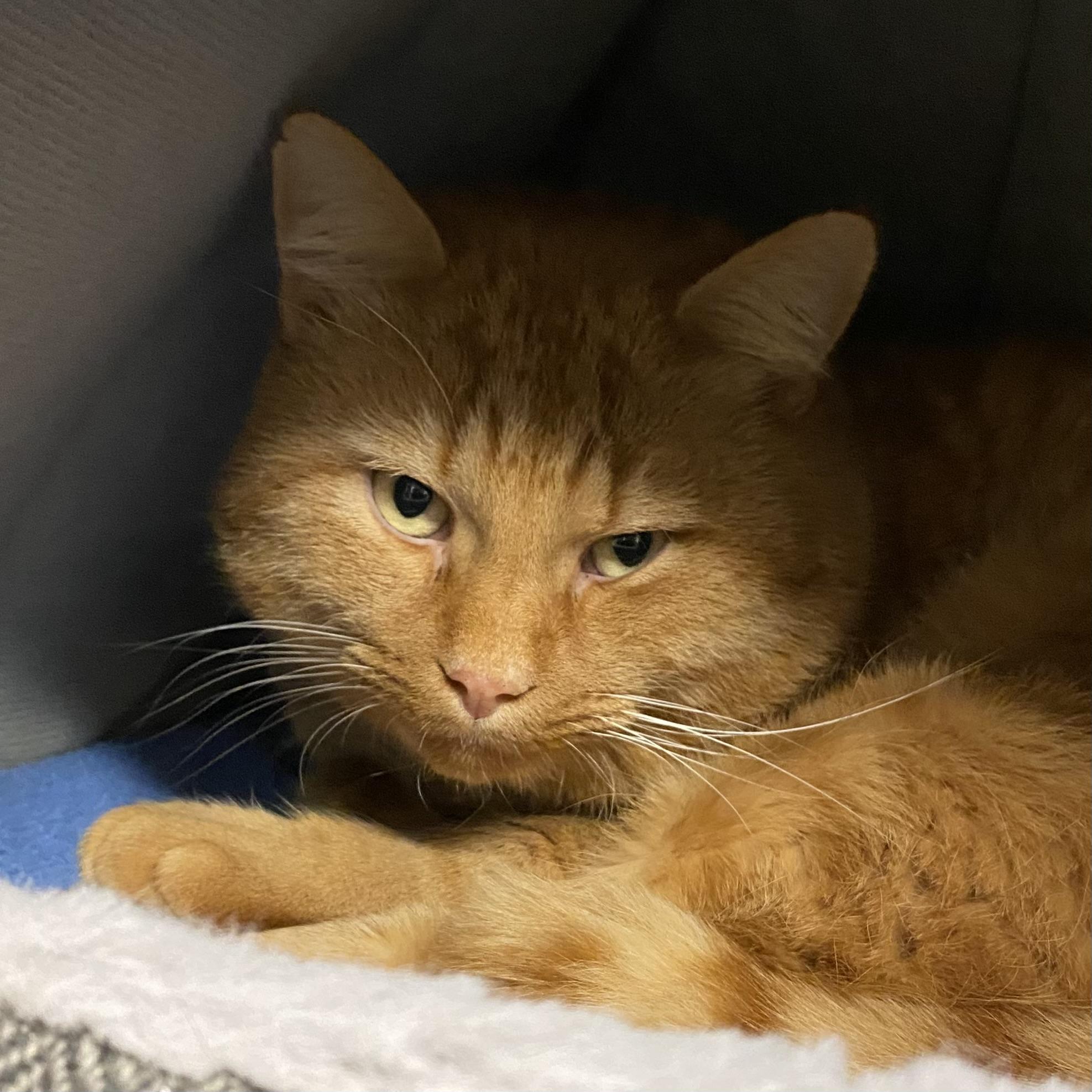 Ti-gar, a ADOPTABLE Tabby in Stanstead, QC image 2/2