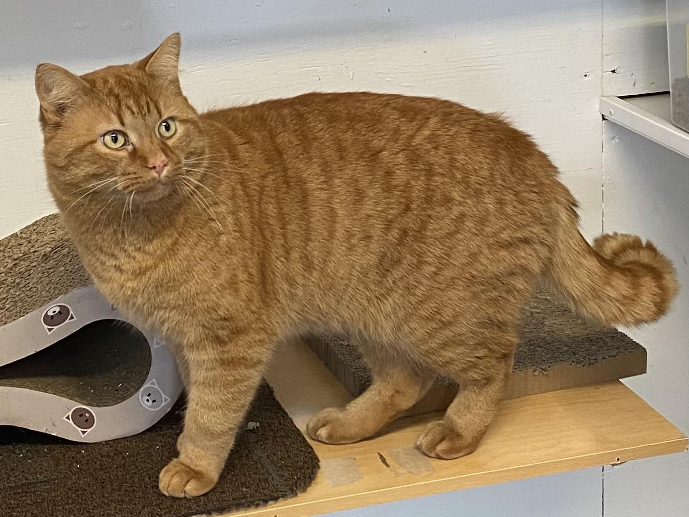 Enlarge Ti-gar, a ADOPTABLE Tabby in Stanstead, QC image 5/6