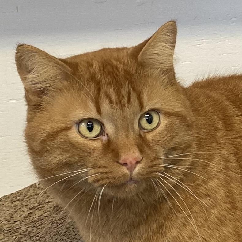 Ti-gar, ADOPTABLE, Adult Male Tabby.