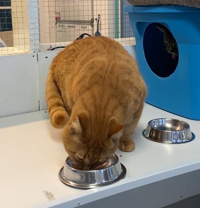 Enlarge Ti-gar, a ADOPTABLE Tabby in Stanstead, QC video 2/6