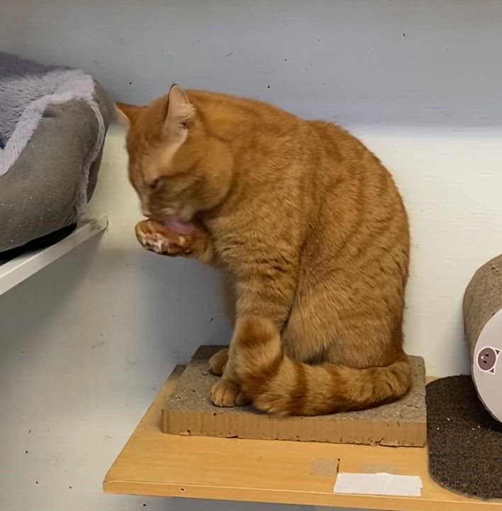 Enlarge Ti-gar, a ADOPTABLE Tabby in Stanstead, QC video 3/6