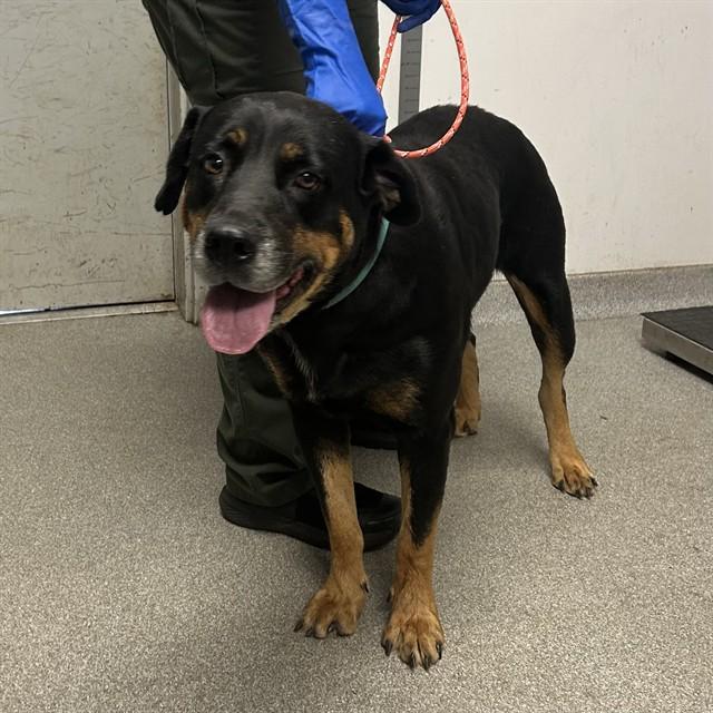 MISTY, Adoptable, Adult Female Rottweiler & Mixed Breed.