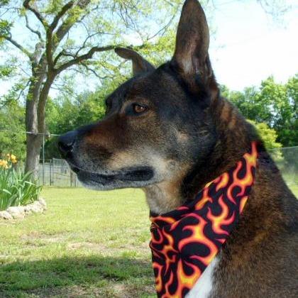 Dusty, Adoptable, Senior Male Shepherd & Mixed Breed.
