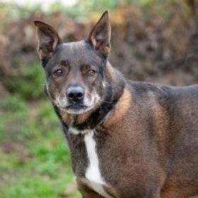 Dusty, a Adoptable mixed breed in Tyler, TX image 2/4