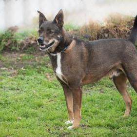 Dusty, a Adoptable mixed breed in Tyler, TX image 3/4