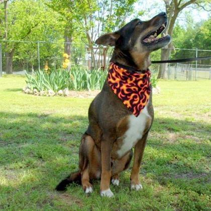 Dusty, a Adoptable mixed breed in Tyler, TX image 4/4