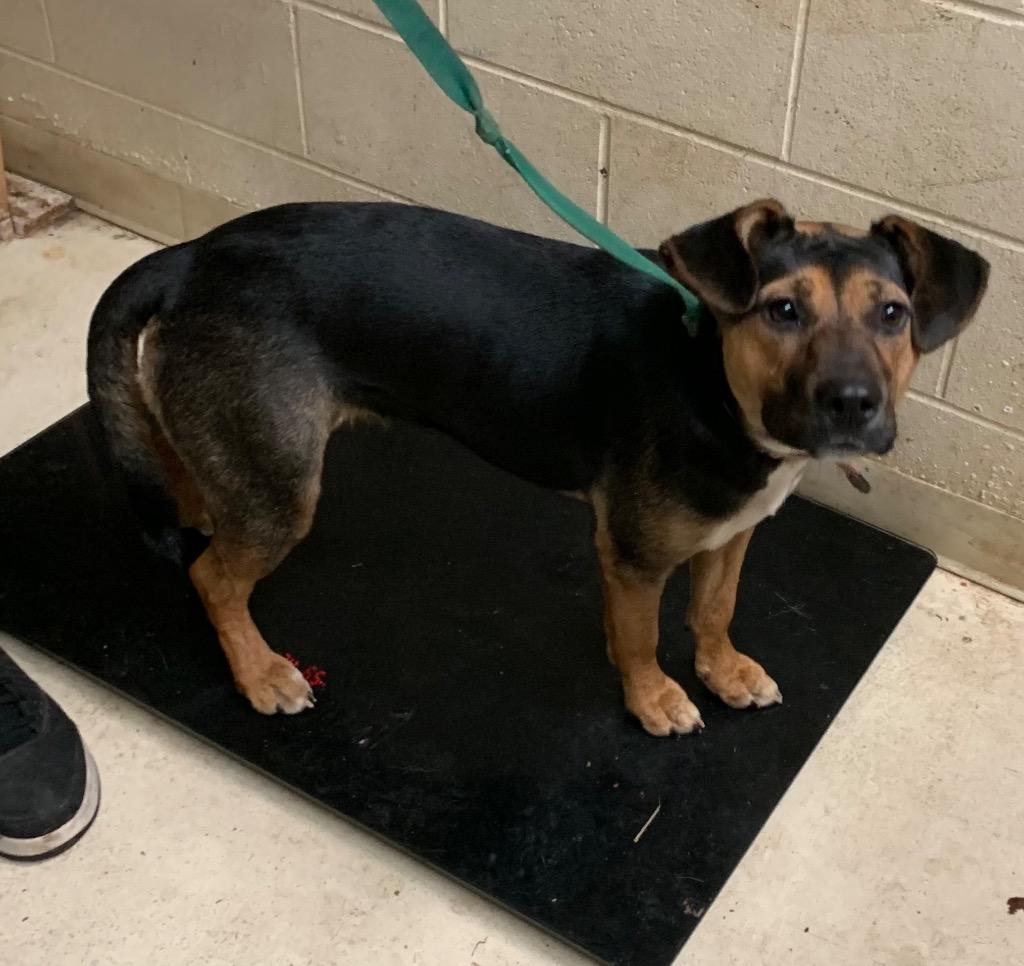 Enlarge Hopper (Princess), a Adoptable mixed breed in Albany, GA image 3/6