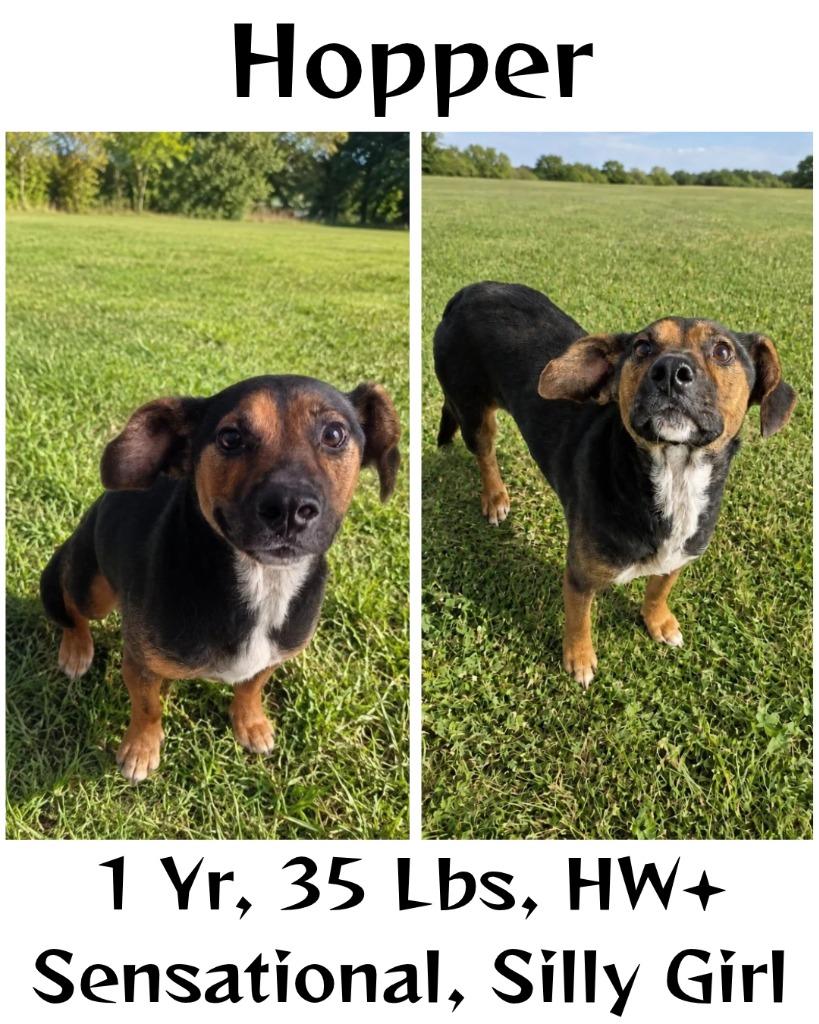 Enlarge Hopper (Princess), a Adoptable mixed breed in Albany, GA image 5/6