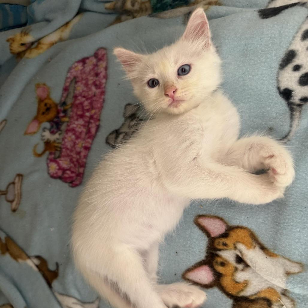 Blizzard, Adoptable, Kitten Male Siamese & Domestic Medium Hair.