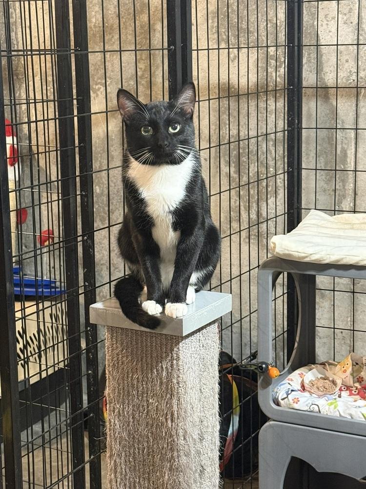 Enlarge Topher, a Adoptable Domestic Short Hair in Bolton, CT image 1/4