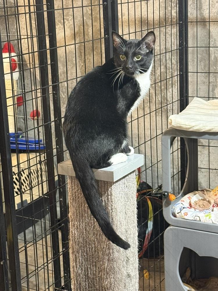 Enlarge Topher, a Adoptable Domestic Short Hair in Bolton, CT image 2/4