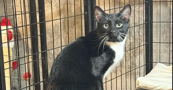 Enlarge Topher, a Adoptable Domestic Short Hair in Bolton, CT image 3/4