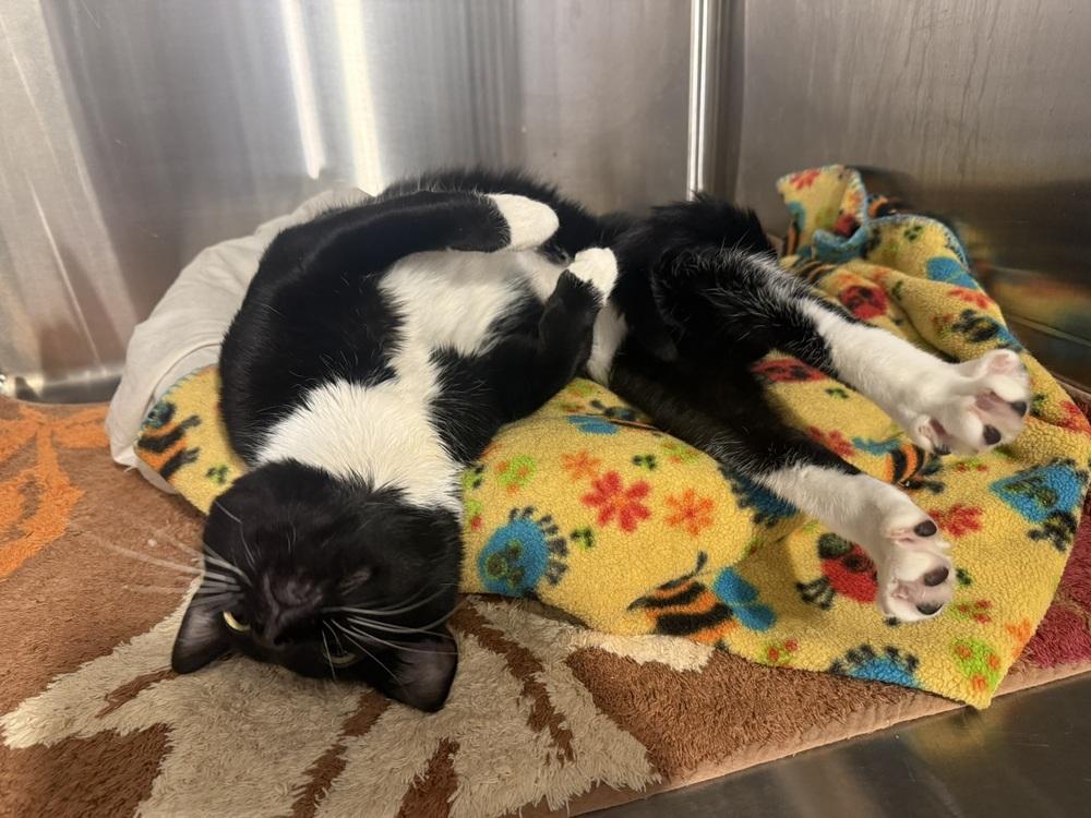 Enlarge Topher, a Adoptable Domestic Short Hair in Bolton, CT image 4/4
