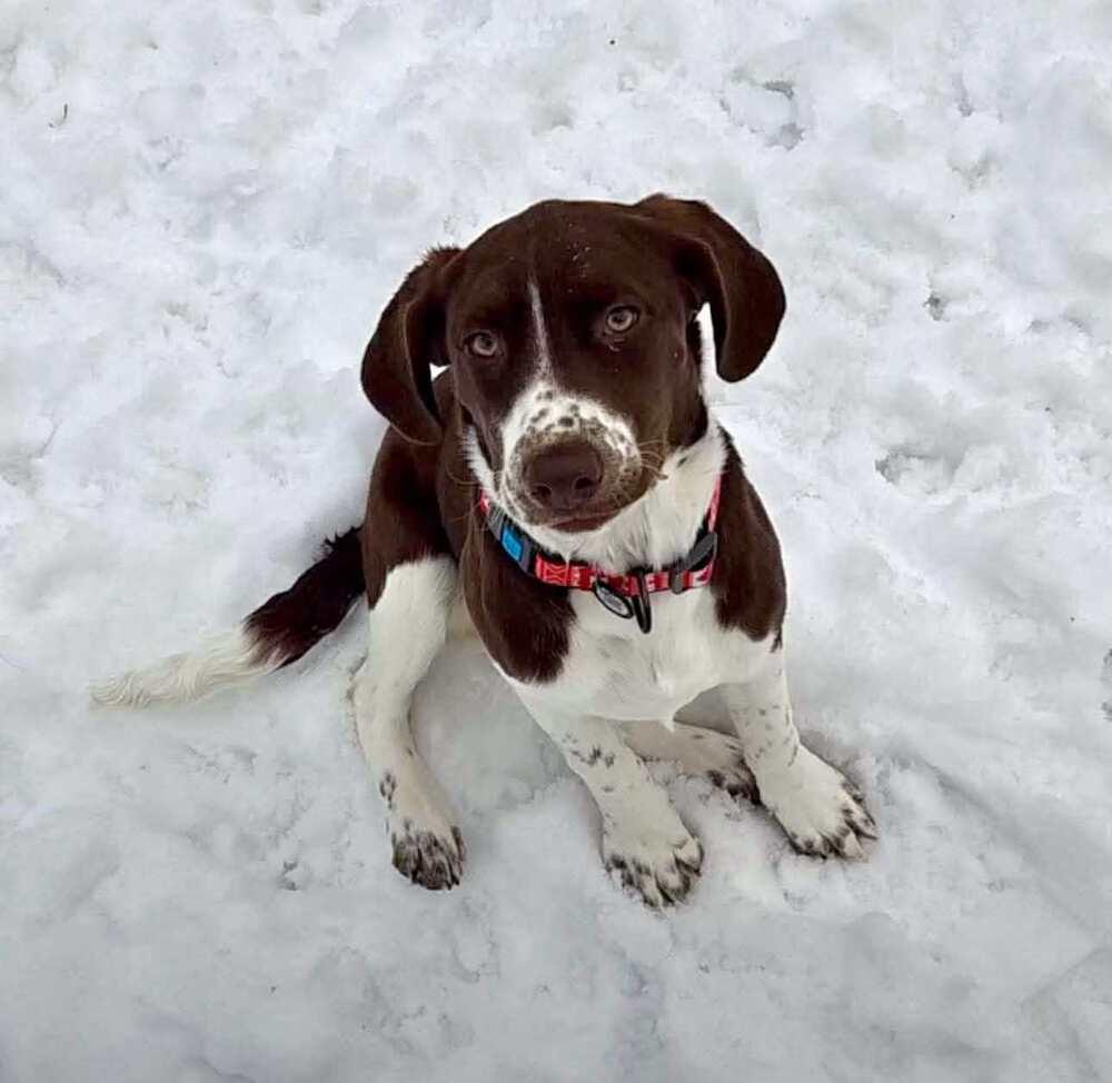 Enlarge Starfish, a Adoptable mixed breed in New Baltimore, MI image 1/1