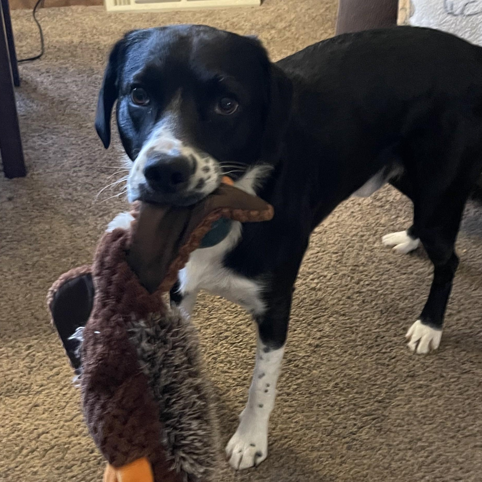 Benny, ADOPTABLE, Young Male Border Collie.
