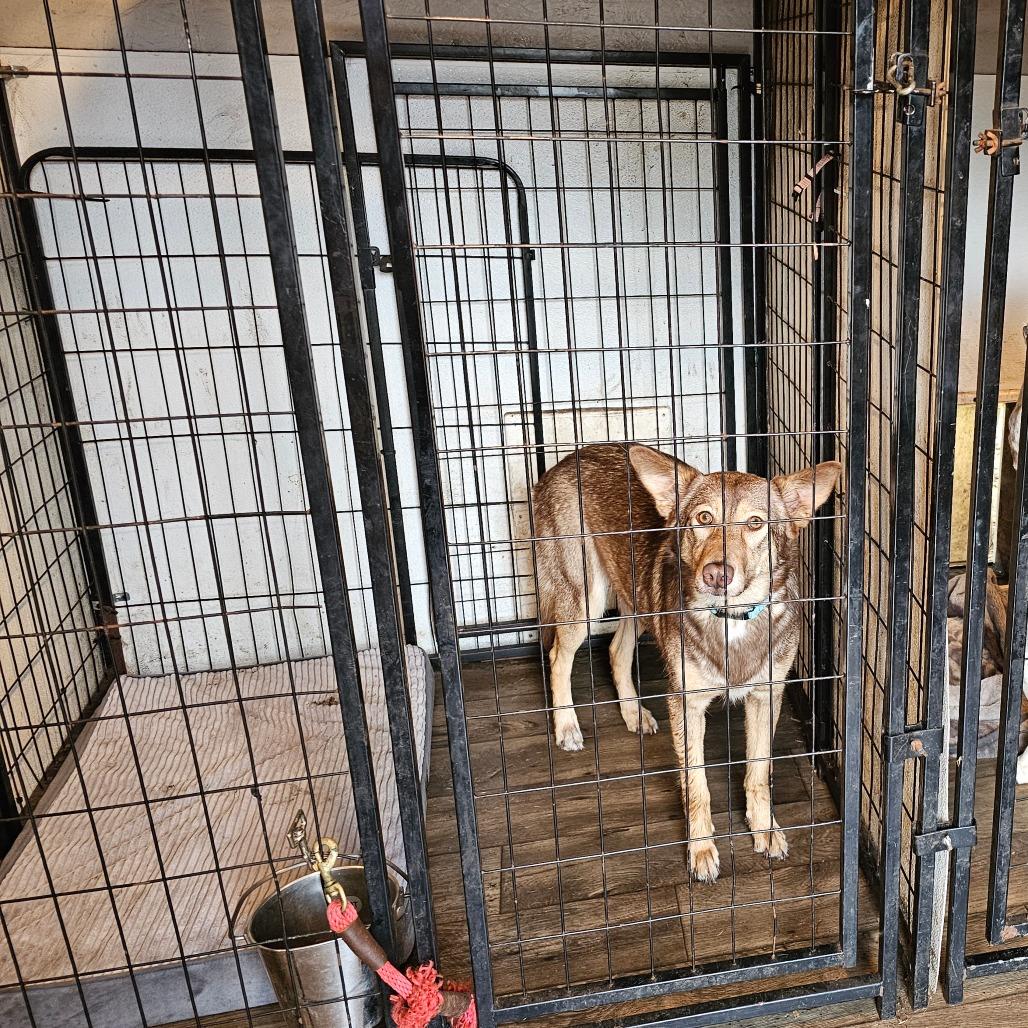 Konah, Adoptable, Adult Female Australian Shepherd & Husky.