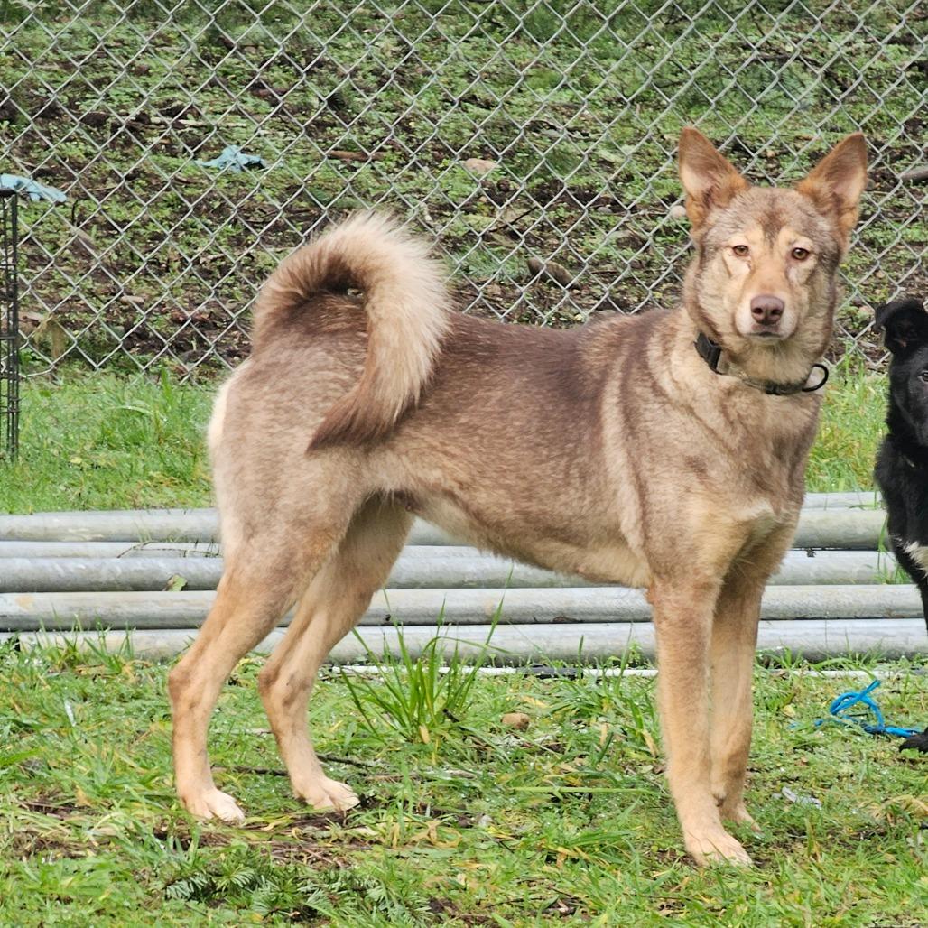 Enlarge Konah, a Adoptable mixed breed in Oakville, WA image 2/6