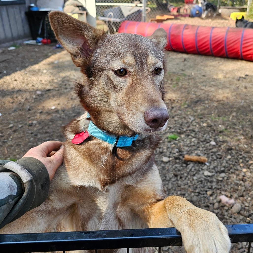 Enlarge Konah, a Adoptable mixed breed in Oakville, WA image 2/6