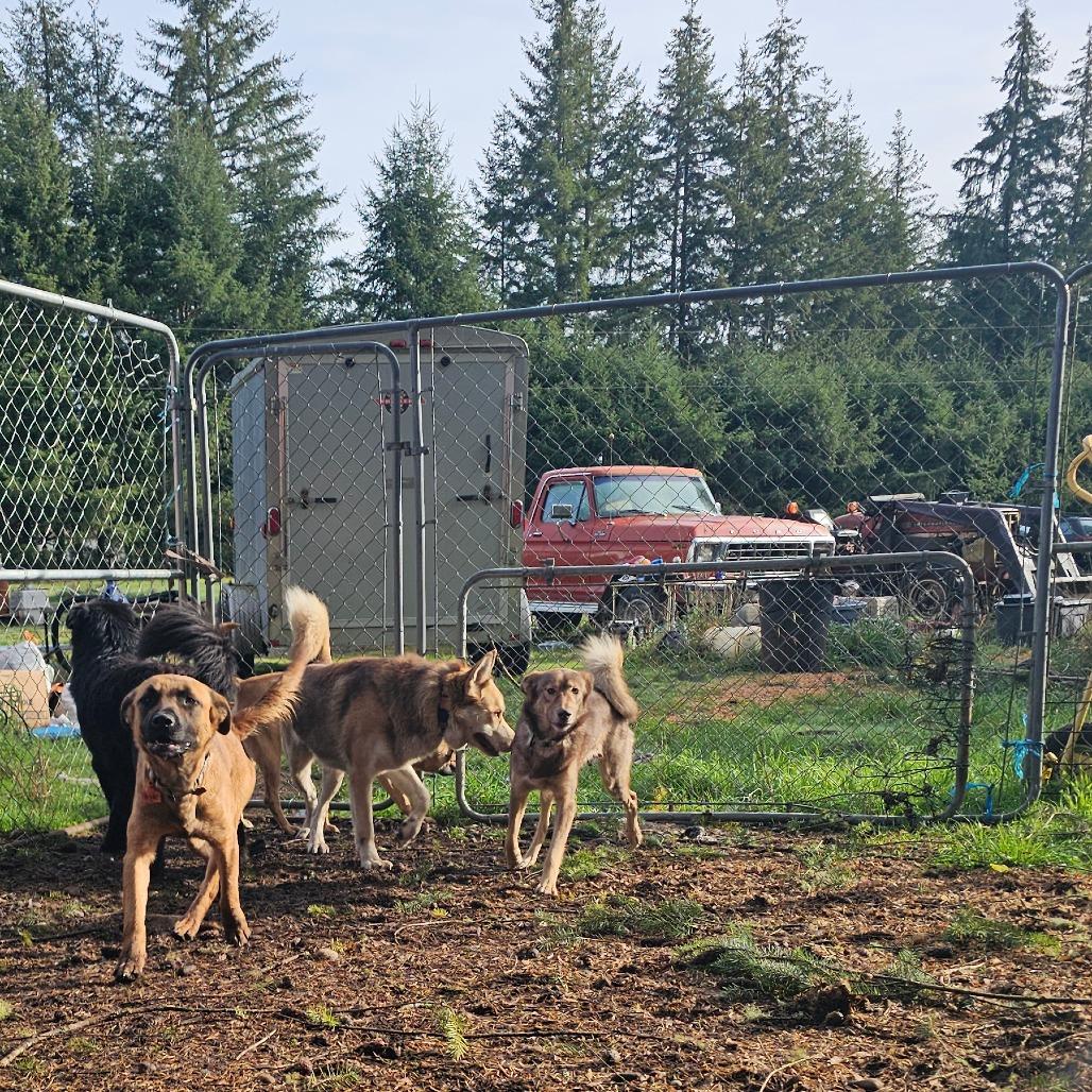 Enlarge Konah, a Adoptable mixed breed in Oakville, WA image 3/6