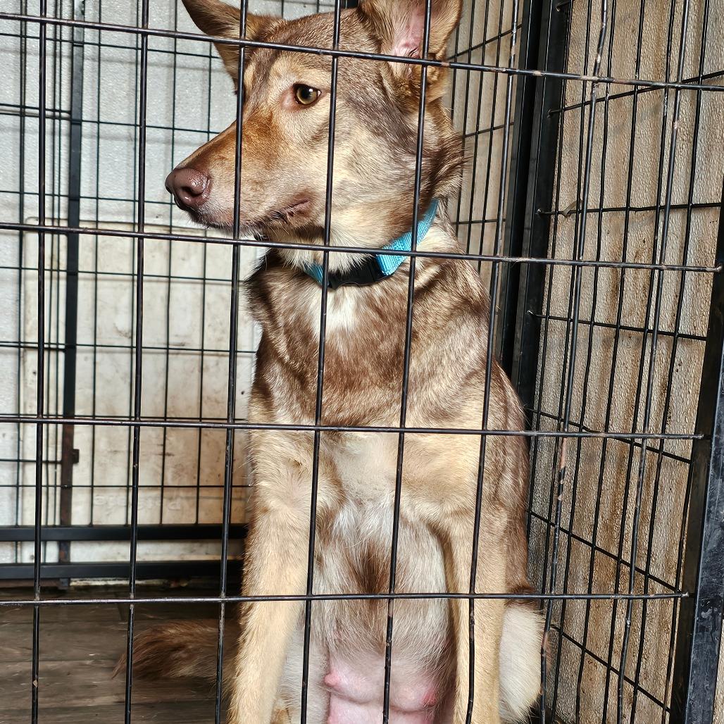 Enlarge Konah, a Adoptable mixed breed in Oakville, WA image 4/6